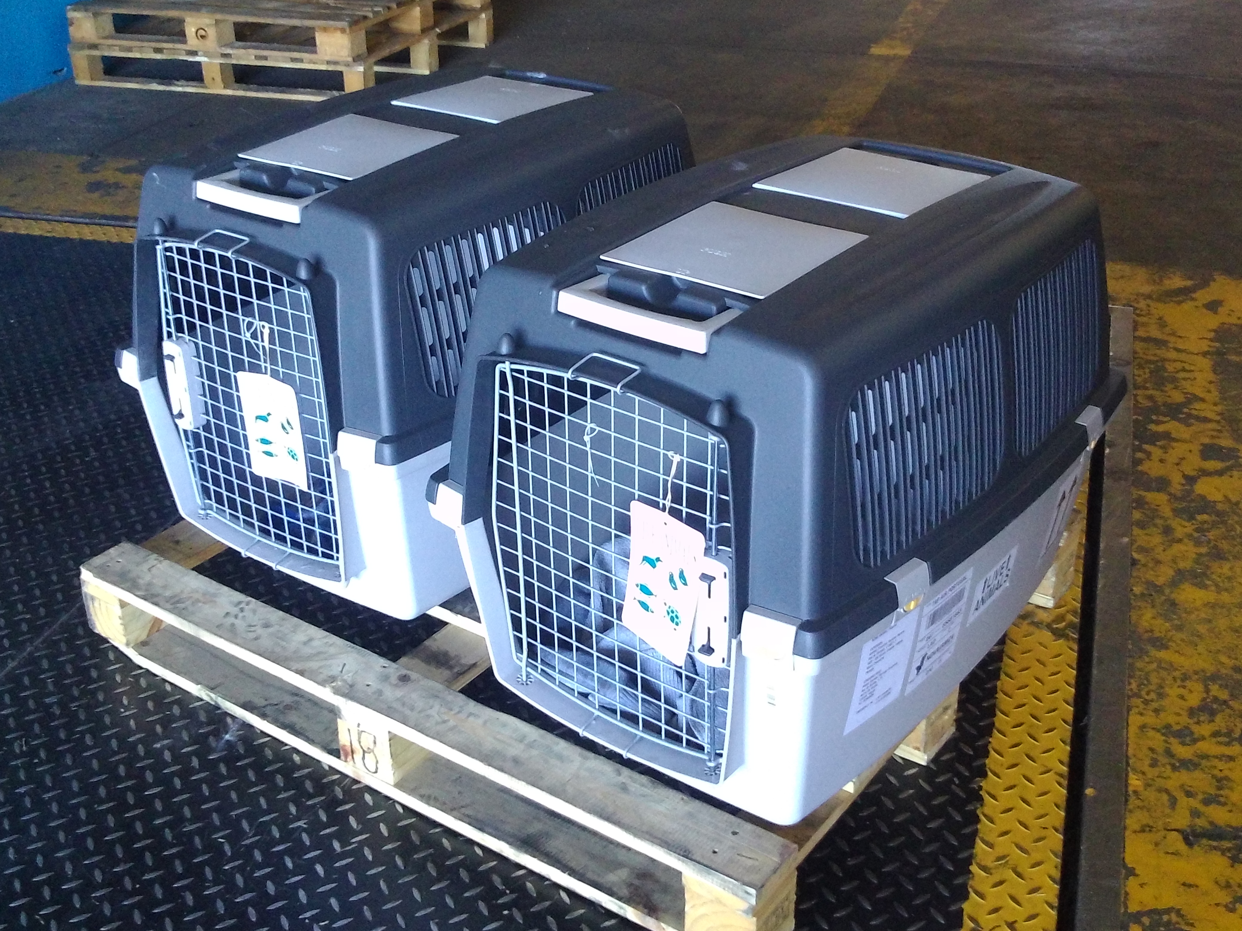 Caixas de transporte em conformidade com a regulamentação LAR - IATA